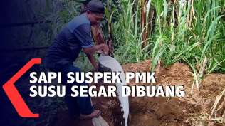 sapi-terdampak-pmk-ribuan-liter-susu-segar-dibuang