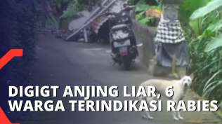 digigit-anjing-liar-6-warga-desa-buleleng-terindikasi-rabies