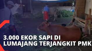 kasus-bertambah-3-000-ekor-sapi-di-lumajang-terjangkit-wabah-pmk