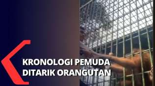 viral-pengunjung-ditarik-orangutan-saat-lewati-pembatas-demi-konten-medsos