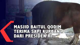 masjid-baitul-qodim-terima-sapi-kurban-dari-presiden