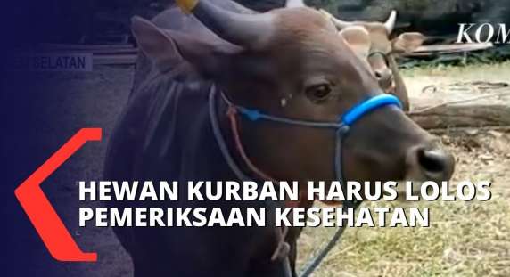 Guna Hindari Wabah PMK, 17 Ekor Sapi & 9 Kambing Kurban di Kota Makassar Harus Lalui Cek Kesehatan