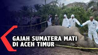gajah-sumatera-mati-di-aceh-timur
