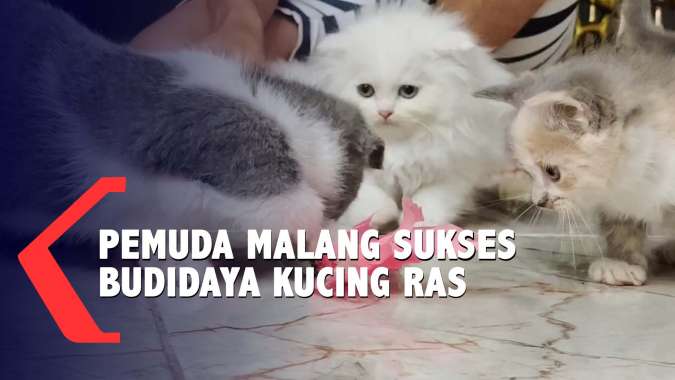 Kucing Ras Sultan Ini Seharga Puluhan Juta Rupiah, Bagaimana Cara ...