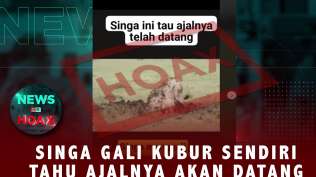 tahu-ajal-segera-datang-singa-gali-kubur-sendiri-news-or-hoax