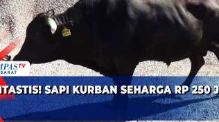 keluarga-di-subang-kurban-sapi-wagyu-senilai-ratusan-juta