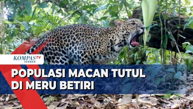 Populasi Macan Tutul Jawa di Meru Betiri Meningkat, Aktivitasnya ...