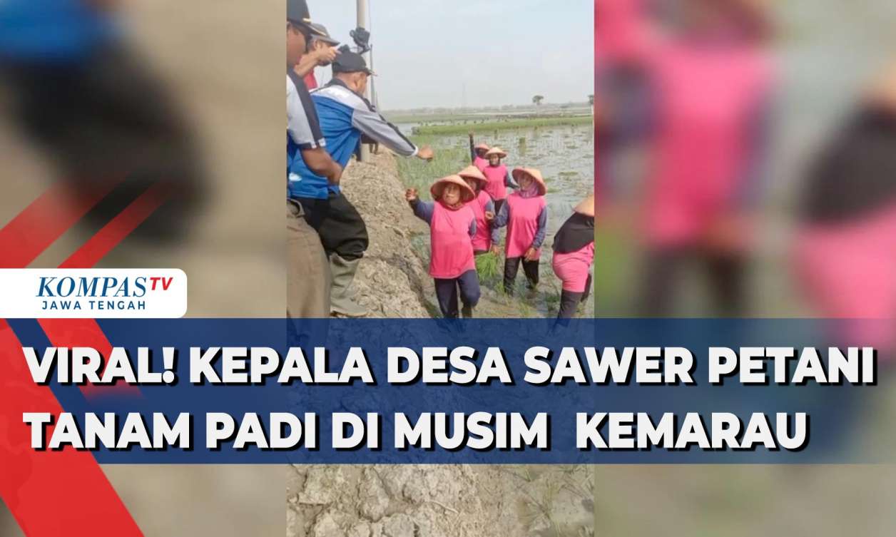 Viral! Kepala Desa Sawer Petani Tanam Padi di Musim Kemarau