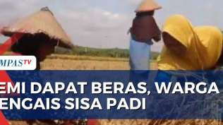 demi-dapat-beras-warga-grobogan-terpaksa-mengais-sisa-padi