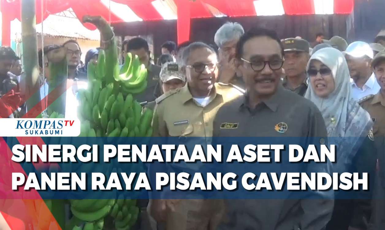 Sinergi Penataan Aset Dan Panen Raya Pisang Cavendish