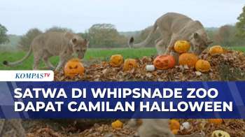 Rayakan Halloween, Ini Tingkah Lucu Satwa Di Whipsnade Zoo | KOMPAS SIANG