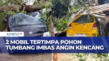 Bulukumba Diterpa Angin Kencang, Pohon Tumbang Timpa 2 Mobil Hingga Ringsek | BERUT