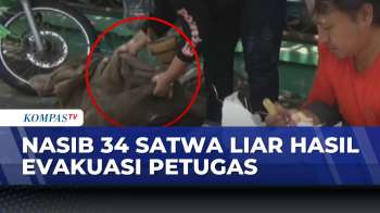 34 Satwa Liar Diserahkan Ke BBKSDA Jatim, Mayoritas Ular Hasil Laporan Warga | BERUT