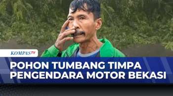 Cuaca Ekstrem Di Bekasi, Pohon Tumbang Timpa Pengendara Motor | KOMPAS MALAM