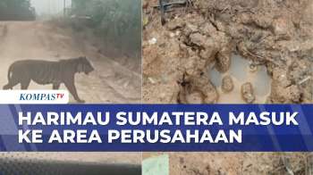 Mengejutkan! Seekor Harimau Sumatera Berkeliaran Di Kawasan Perusahaan | KOMPAS MALAM
