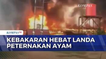 Kebakaran Peternakan Ayam di Muaro Jambi, Diduga Akibat Korsleting Listrik | BU