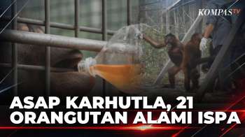 Asap Karhutla Selimuti Nyaru Menteng, 21 Dari 230 Orangutan Mengalami ISPA | KOMPAS SIANG