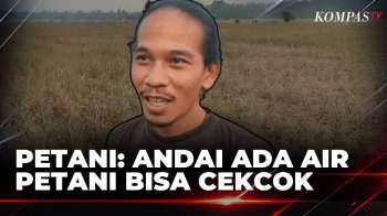 Kemarau Panjang, 70 Hektare Padi Di Polewali Mandar Mati Sebelum Dipanen | KOMPAS SIANG