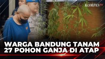 27 Pohon Ganja Ditemukan Di Atap Rumah Warga Bandung, Bibit Disebut Dari California | BORGOL