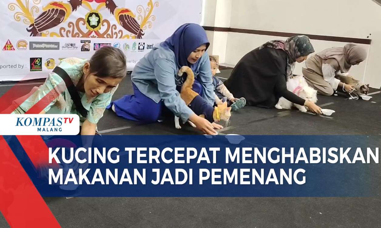 Lucu dan Menggemaskan! Adu Cepat Lomba Kucing Makan