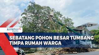 sebatang-pohon-besar-tumbang-timpa-rumah-warga