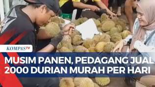 masuk-musim-panen-pedagang-obral-durian-rp-10-ribu-untuk-10-buah