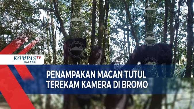 Macan Tutul Jawa Terekam Kamera di Hutan Bromo