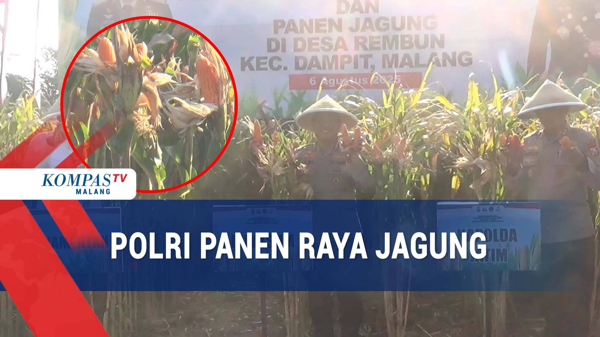 Dorong Ketahanan Pangan, Polri Panen Raya Jagung