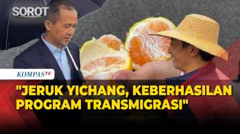 Intip Kebun Jeruk di Yichang, Mentrans Iftitah: Bukti Keberhasilan Transmigrasi