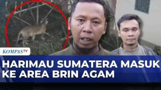 harimau-sumatera-masuk-area-kantor-brin-agam-petugas-pasang-kamera-trap-gunakan-drone-termal