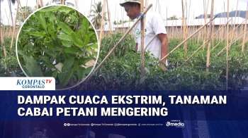 Petani Di Gorontalo Keluhkan Dampak Cuaca Ekstrim Terhadap Tanaman Cabai