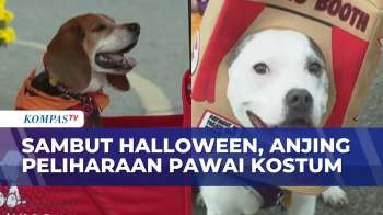 Ratusan Anjing Ikut Pawai Kostum Di Acara Trick Or Treat Halloween