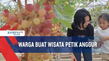 Berawal dari Hobi, Warga Kabupaten Malang Buat Wisata Petik Anggur