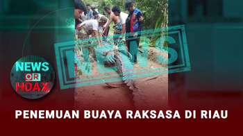 Penemuan Buaya Di Riau