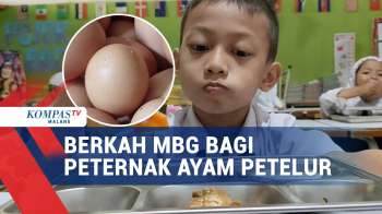 MBG Bawa Berkah Bagi Peternak Ayam Petelur