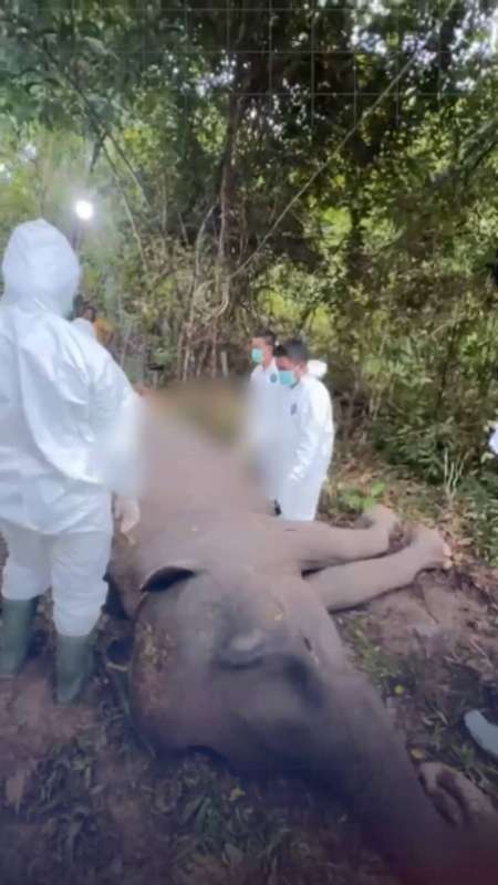 GAJAH DONA MATI DI TAMAN NASIONAL WAY KAMBAS, LAMPUNG