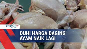Sempat Turun,Harga Daging Ayam Potong Kembali Naik
