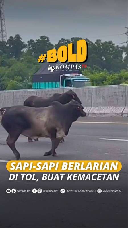 PASCAKECELAKAAN, SAPI-SAP BERLARIAN DI TOL DAN BUAT KEMACETAN