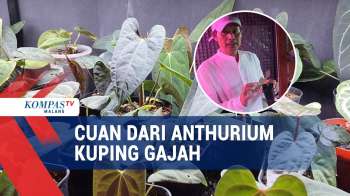 Raup Untung Dari Budidaya Anthurium Kuping Gajah Hasil Silangan