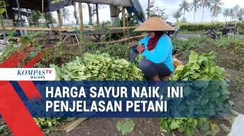 Petani Jelaskan Penyebab Harga Sayur Jadi Mahal