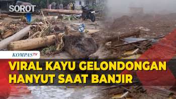 Viral Kayu Gelondongan Ikut Hanyut Saat Banjir Di Sumatera, Begini Respons Greenpeace & Kemenhut