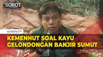 Kemenhut Angkat Bicara Soal Viral Kayu Gelondongan Terseret Banjir Di Sumut: Kayu Lapuk