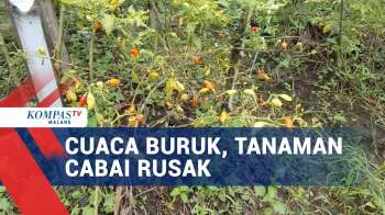 Curah Hujan Tinggi, Tanaman Cabai Milik Petani Rusak