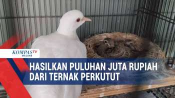 Raup Cuan Dari Beternak Perkutut Bangkok, Hasilkan Puluhan Juta Setiap Bulan!