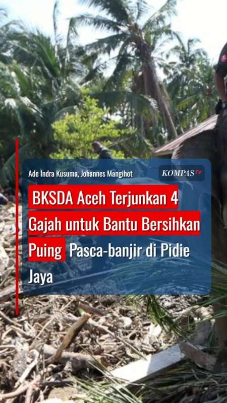 BKSDA Aceh Terjunkan 4 Gajah Untuk Bantu Bersihkan Puing Pascabanjir Di Pidie Jaya