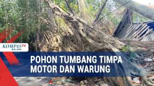 pohon-beringin-tumbang-timpa-warung-dan-dua-sepeda-motor