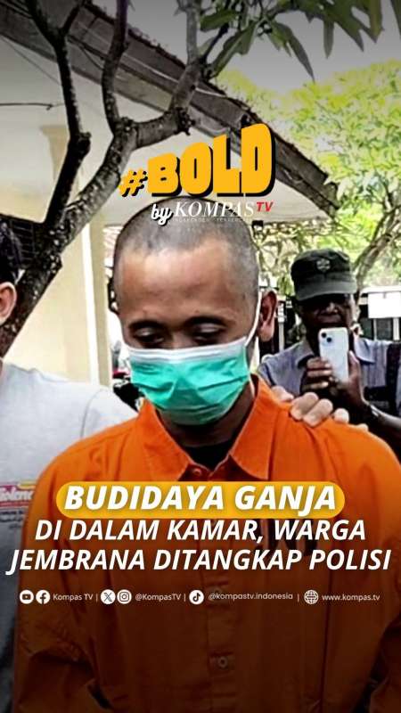 BUDIDAYA GANJA DI DALAM KAMAR, WARGA JEMBRANA DITANGKAP POLISI