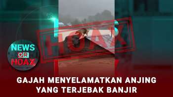 Gajah Bantu Anjing Yang Terjebak Banjir