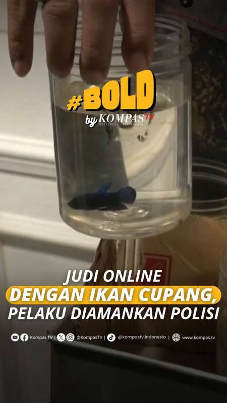 JUDI ONLINE DENGAN IKAN CUPANG, PELAKU DIAMANKAN POLISI