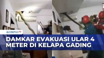 Petugas Damkar Jakut Evakuasi Ular 4 Meter Di Atas Plafon | BERITA UTAMA